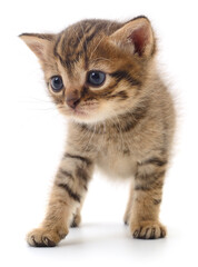 Kitten on white background.