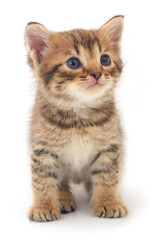Kitten on white background.