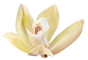 Yellow phalaenopsis flower or moth orchid flower on white background. Cut out PNG file.