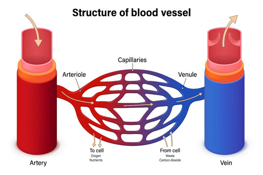 Structure of blood vessel. Artery, vein, capillaries, arteriole and venule. Blood flow. Human circulatory system.
