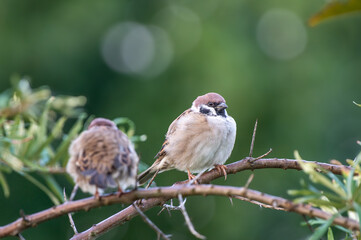 napuszone ptaki mazurki (passer montanus) siedzą na gałęzi drzewa