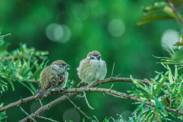 napuszone ptaki mazurki (passer montanus) siedzą na gałęzi drzewa © Henryk Niestrój