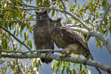 A pair of Dusky eagle owls