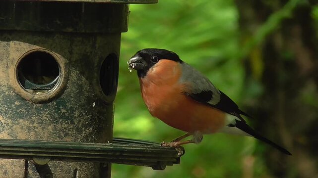 Male Eurasian Bullfinch (Pyrrhula pyrrhula) Feeding on a Sunflower Hearts Seed Feeder