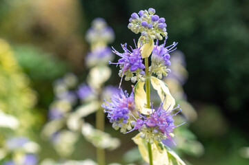 kwiat barbuli (Caryopteris) w ogrodzie
