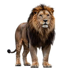 Majestic Male Lion Powerful Portrait Against Background isolated on transparent background © muhammad