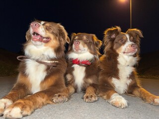 Three brown and white dogs are laying on the ground, smiling