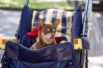 chihuahua in a suitcase, small Dog in a stroller