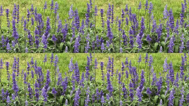 A pattern of purple flowers with bees flying between them. Background.