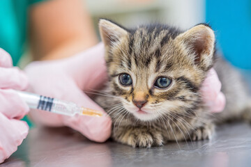 Tiny kitten receiving vaccination at a veterinary clinic in early afternoon