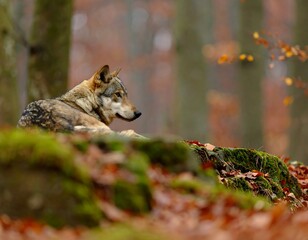 A lone wolf rests on a mossy rock in an autumnal forest