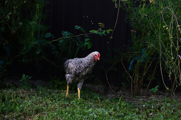 A chicken forages in a lush garden, surrounded by various green plants and colorful flowers under bright sunlight