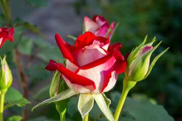 Freshly bloomed red and white roses catch the early morning light in a lush garden, showcasing their vibrant colors and delicate petals