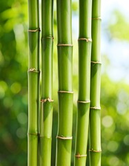 Close-up of vibrant green bamboo stalks (3)