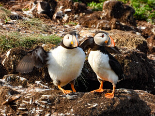 The Atlantic Puffin in early morning light getting started in their day