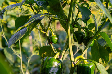 Green bell peppers are developing on plants in a lush garden, basking in warm summer sunlight while...