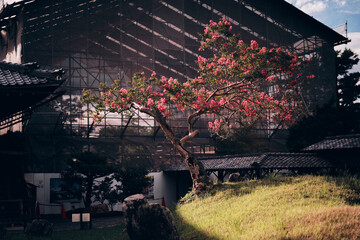 Albero in fiore illuminato dal sole in un giardino di Kyoto.