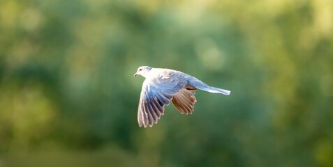 Eurasian collared dove ( Streptopelia decaocto ) isolated against green nature background. Bird in flight. Dove is flying. Copy space. Web baner.