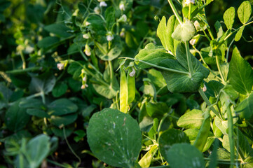 Lush green pea plants thrive in a garden, illuminated by sunlight, highlighting their healthy pods and leaves in a serene atmosphere