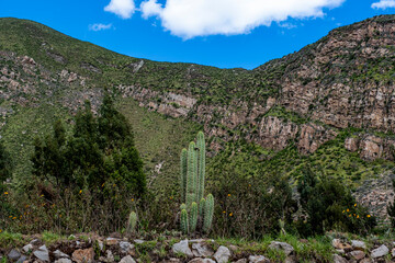 Cactus and mountain in Peru