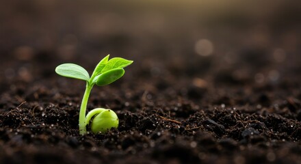 A small green seedling emerges from dark soil, symbolizing new life and growth.