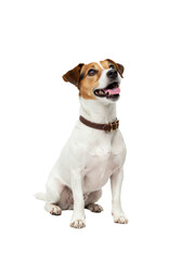 Young healthy jack russell terrier dog with transparent fur and brown-black markings, wearing a brown leather collar, sitting attentively on a transparent studio background, mouth slightly open,