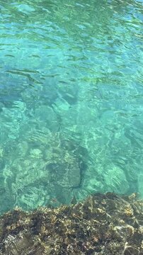 Clear flowing sea water with underwater seagrass, vertical video.