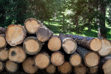 close-up tree stump or log background in the forest