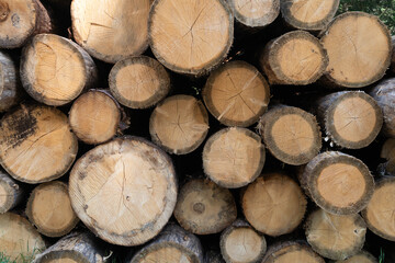 close-up tree stump or log background in the forest