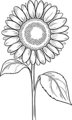 Hand-drawn sunflower sketch with leaves—botanical black and white illustration for coloring books, nature-themed prints, and eco design assets