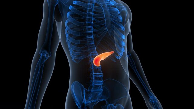 Human Internal Organ Pancreas Anatomy Animation Concept