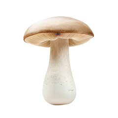 A detailed illustration of a mushroom with a broad cap and textured stem, set against a white background.