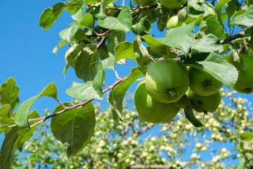 Ripe green apples on a branch of an apple tree close-up on the background of bright blue sky. Autumn seasonal harvest. Organic farming, gardening, vegetarian eco food