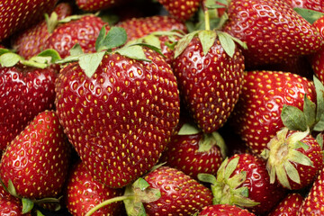 Ripe Strawberries Close-Up. Summer Fruit Pattern for Advertisement.