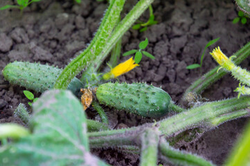 Garden cucumbers ripen among green leaves, with bright yellow flowers blooming nearby, showcasing nature's growth and beauty during spring