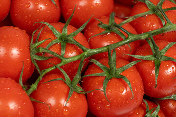 Cluster of Cocktail Tomatoes on the Vine