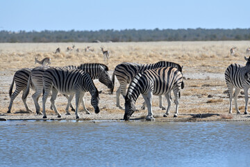 Group of Zebras drinking water in a waterhole