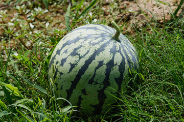 大玉のスイカ01