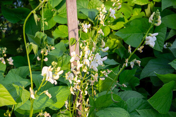 Delicate white flowers of bean plants bloom Among vibrant green leaves in a garden, basking in the warm afternoon light