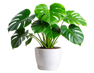 Monstera Deliciosa in Modern Ceramic Flowerpot, Isolated on Transparent Background PNG