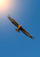 Obraz premium Golden Hour Ascent