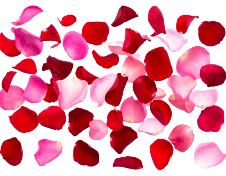  Falling Pink and Red Rose Petals Romantic Concept, Transparent Background PNG - Powered by Adobe