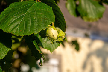 Clusters of young hazelnuts are nestled among lush green leaves in a bright garden, signaling the harvest season approaching