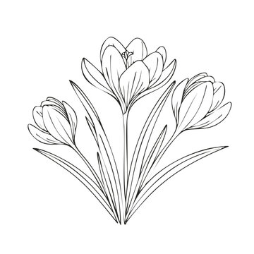 Minimalist botanical line art of spring crocus flowers with leaves outline drawing