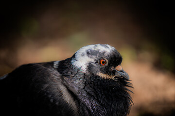  Extreme close-up of a pigeon's head, showing its black and white speckled plumage, bright orange eye, and dark beak against a blurred, dark background.