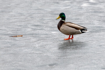 A drake (male duck) on the ice of a frozen river