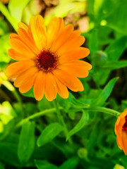 Bright Orange Flower Blooms Among Green Foliage in a Sunny Garden Setting