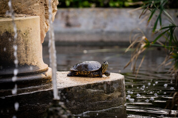 A small turtle with a patterned shell rests on a stone ledge next to a flowing water feature in a pond or fountain.