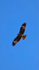 Fototapeta premium Bird in flight against a clear sky