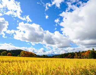 秋晴れの田園と黄金色の稲穂